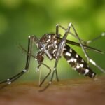 La Direction de l’Action Sanitaire appelle à la vigilance envers le moustique tigre, insecte vecteur de plusieurs maladies transmissibles