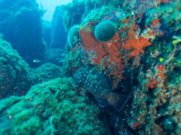 Opération d’inventaire des mérous et des corbs sur le littoral de la Principauté